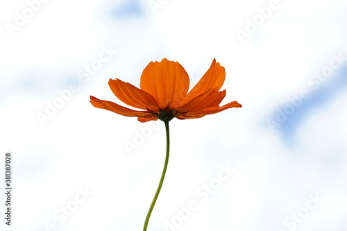 Cosmos sulphureus flowers are blooming at a park in Tokyo, Japan. Golden cosomos, yellow cosmos. Japanese name is 