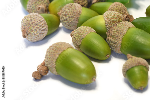 closeup of acorns isolated on white background