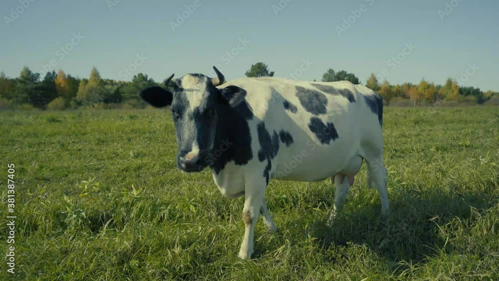 The cow sits on a green meadow.
A white cow with black spots is standing on green grass in a field. The cow looks at the camera. Sharp horns and large milk udders The cow sits on a green meadow.
A white cow with black spots is standing on green grass in a field. The cow looks at the camera. Sharp horns and large milk udders
