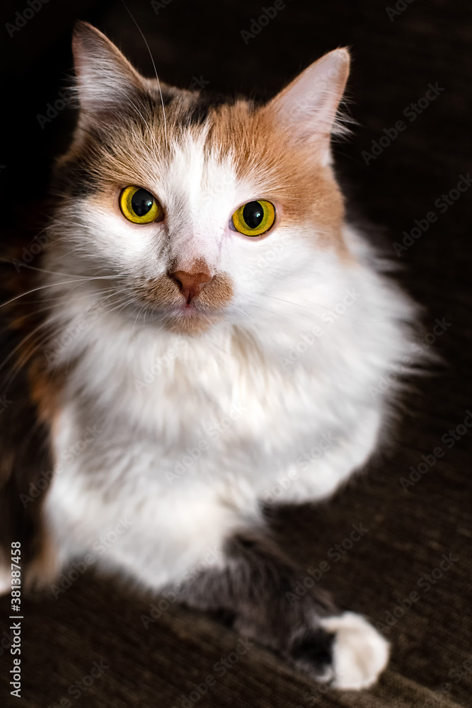 Calico cat close up on dark background