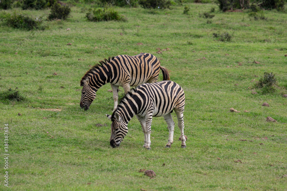 Obraz premium 2 Zebras