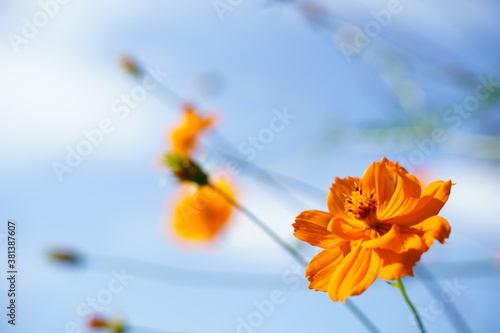 Cosmos sulphureus flowers are blooming at a park in Tokyo, Japan. Golden cosomos, yellow cosmos. Japanese name is 