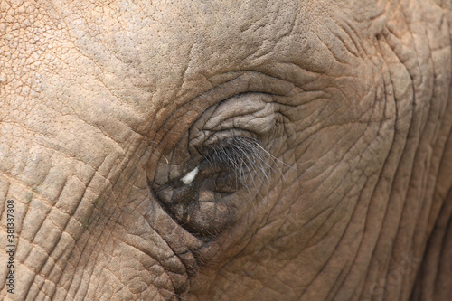 closeup Elefanten Auge