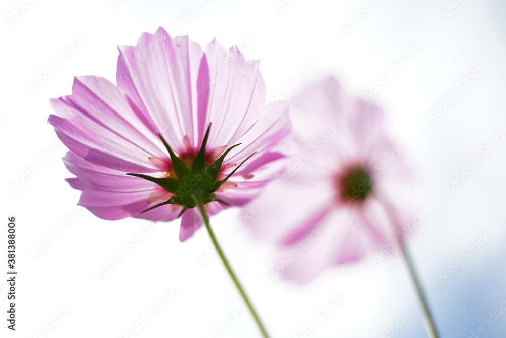 Pink cosmos and blue sky at park in Japan. Autumn flower.
