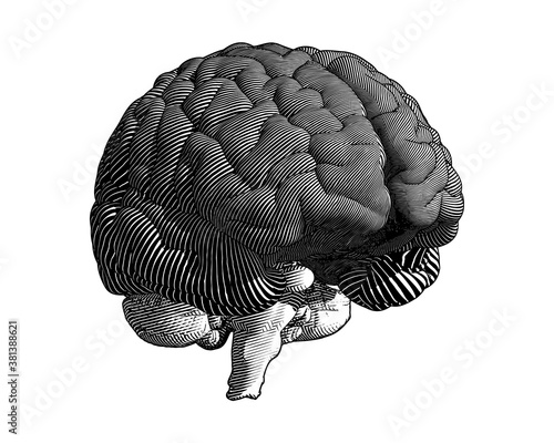 Engraving brain illustration isolated on white BG