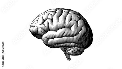 Human brain side view drawing illustration on white BG