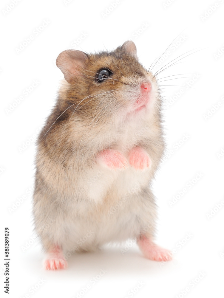 Dwarf gray hamster.