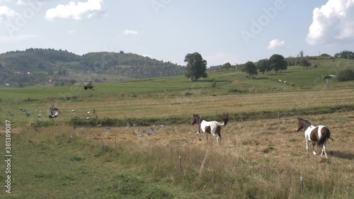Wallpaper Mural Flock of birds and two horses playing in nature representing freedom Torontodigital.ca