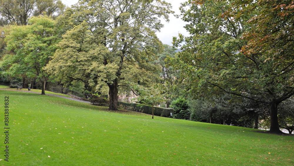 Fototapeta premium trees in the park