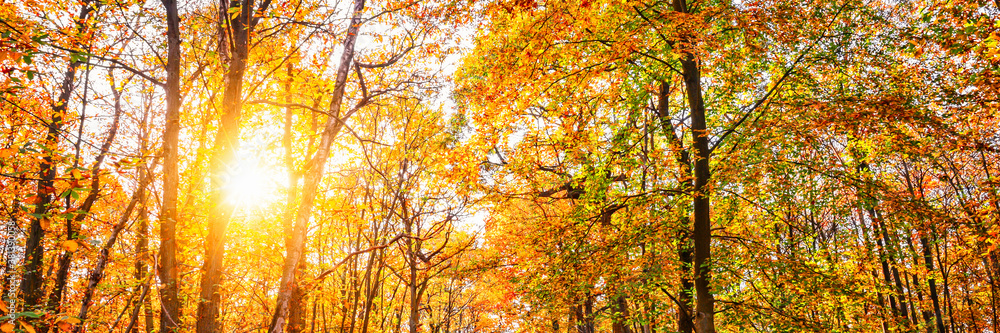 Panorama of trees with sun in a forest in autumn