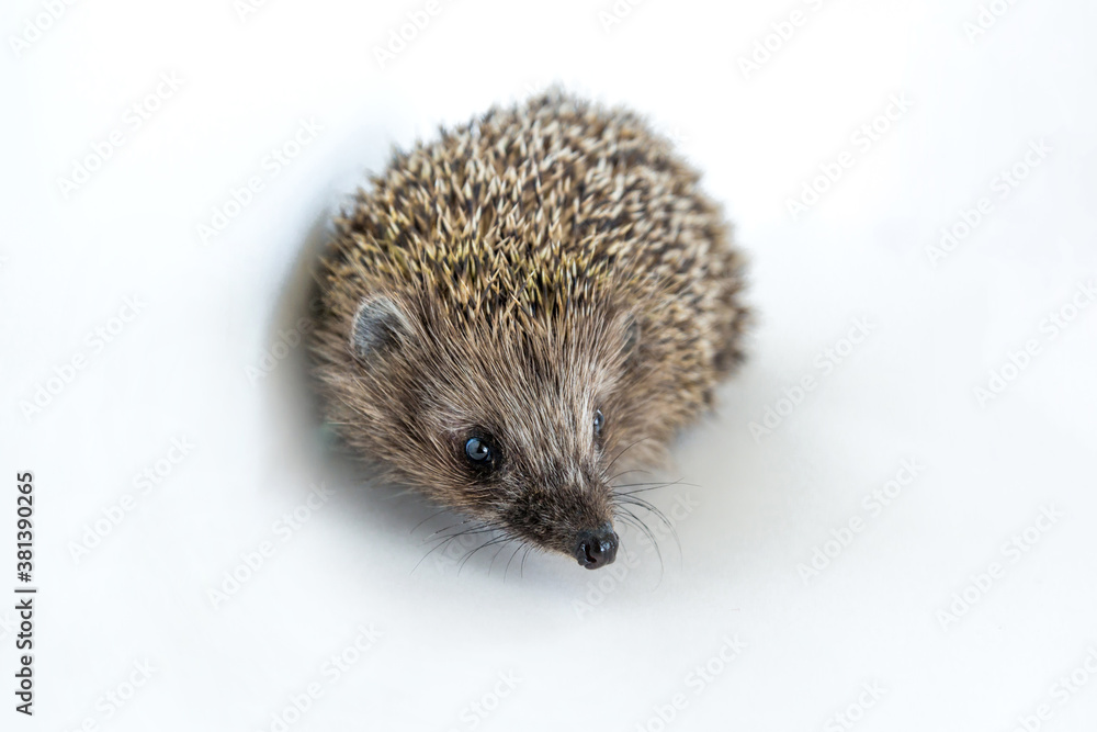 Obraz premium Cute wild hedgehog on white isolated background. Protection and domestication of forest spiny animals. Space for text. Copy space