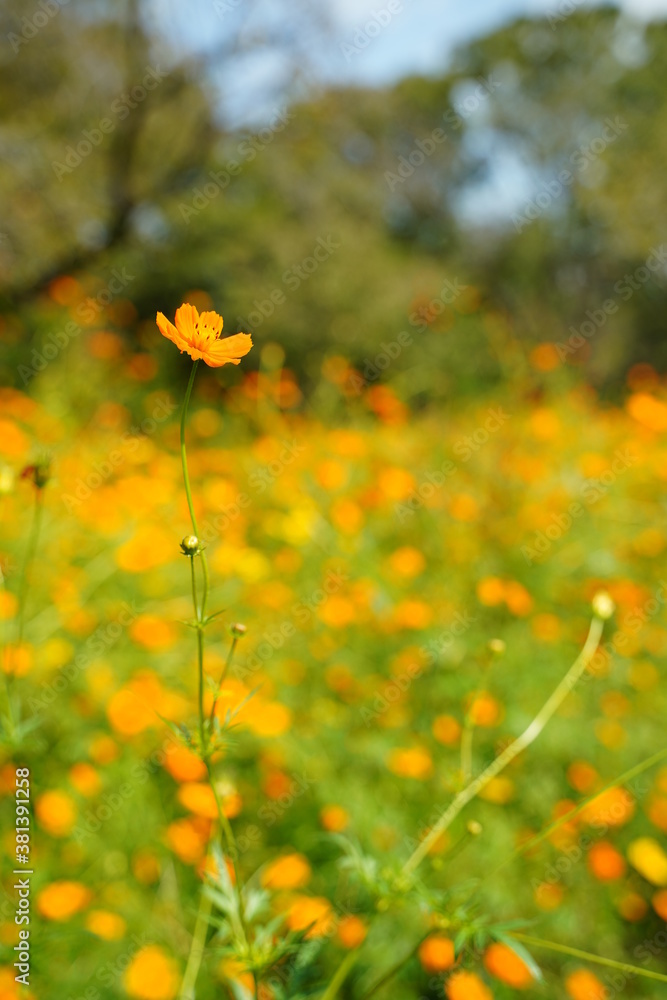 Cosmos sulphureus flowers are blooming at a park in Tokyo, Japan. Golden cosomos, yellow cosmos. Japanese name is Cosmos sulphureus flowers are blooming at a park in Tokyo, Japan. Golden cosomos, yellow cosmos. Japanese name is