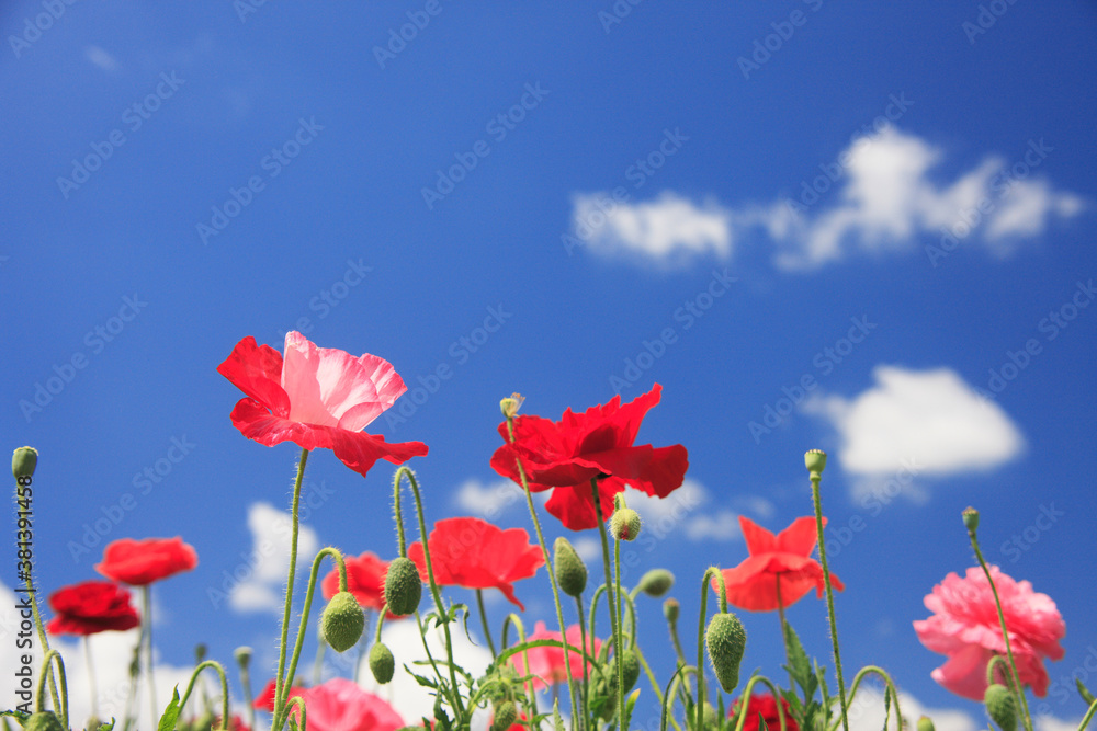 Obraz premium ポピー