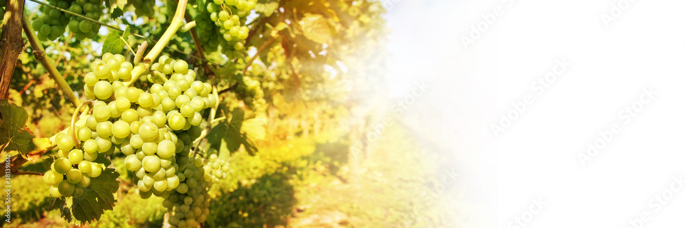 Close up of green grapes in a vineyard on white panoramic background