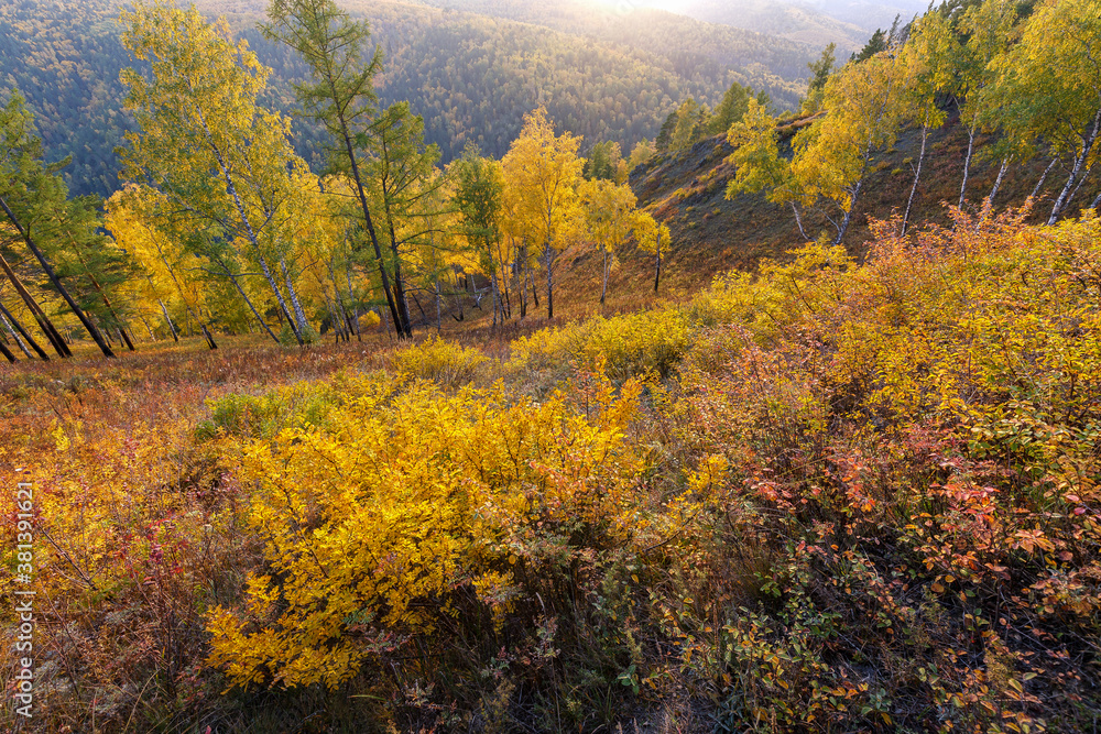 Fototapeta premium Autumn landscape in golden colors. Bright sunlight, yellow foliage, trees on the slopes of the mountain. Change of seasons, it's time to fall leaves. Beauty of nature.