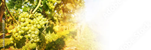 Wallpaper Mural Close up of green grapes in a vineyard on white panoramic background Torontodigital.ca