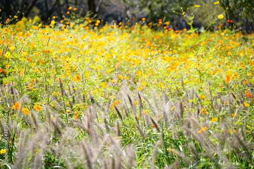 Cosmos sulphureus flowers are blooming at a park in Tokyo, Japan. Golden cosmos, yellow cosmos. Japanese name is "Kibana cosmos".