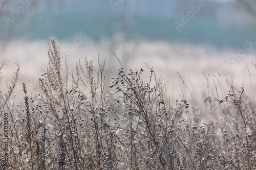 Frozen dry grass in the snow.