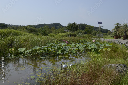Seocheon National Ecological Park Pond 서천 국립생태원 연못