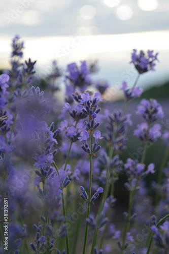 Lavender flowers in the field