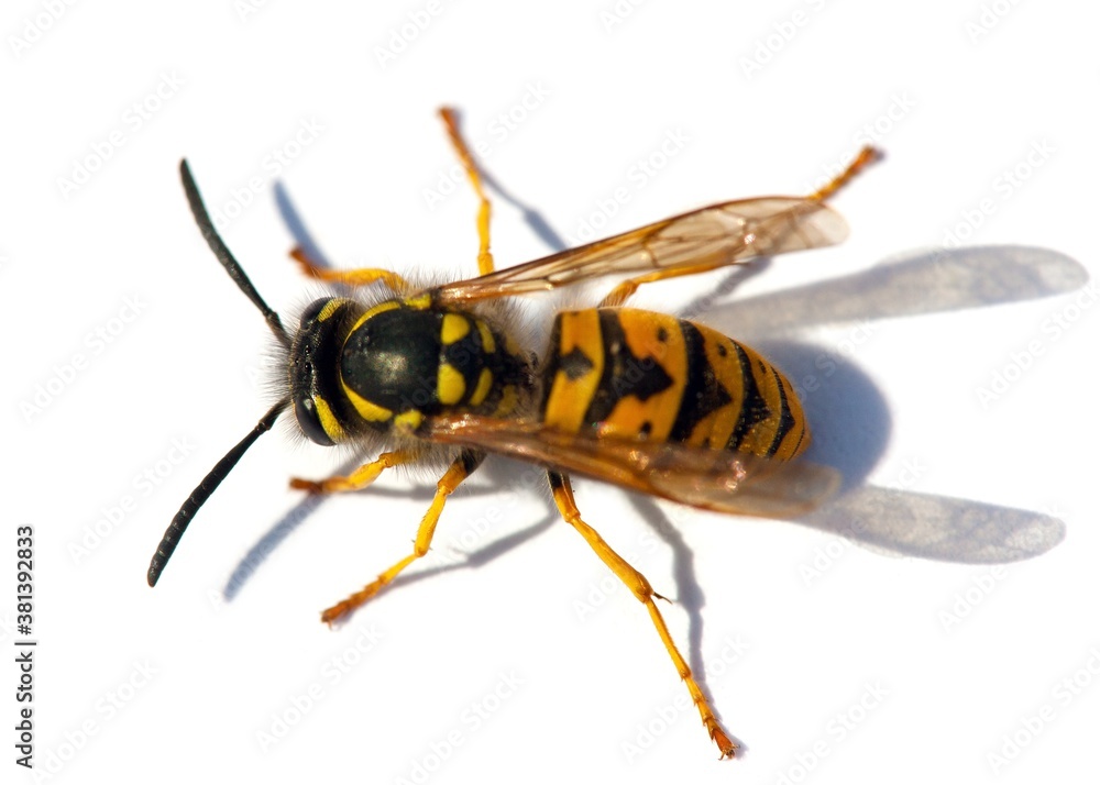 wasp or German yellowjacket isolated on white background wasp or German yellowjacket isolated on white background