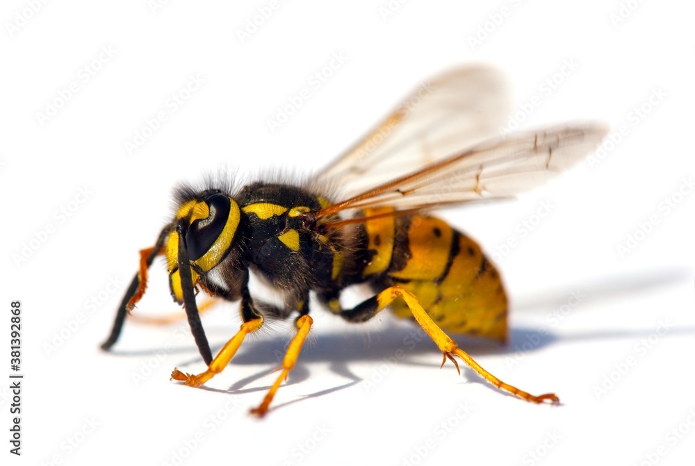 wasp or German yellowjacket isolated on white background wasp or German yellowjacket isolated on white background