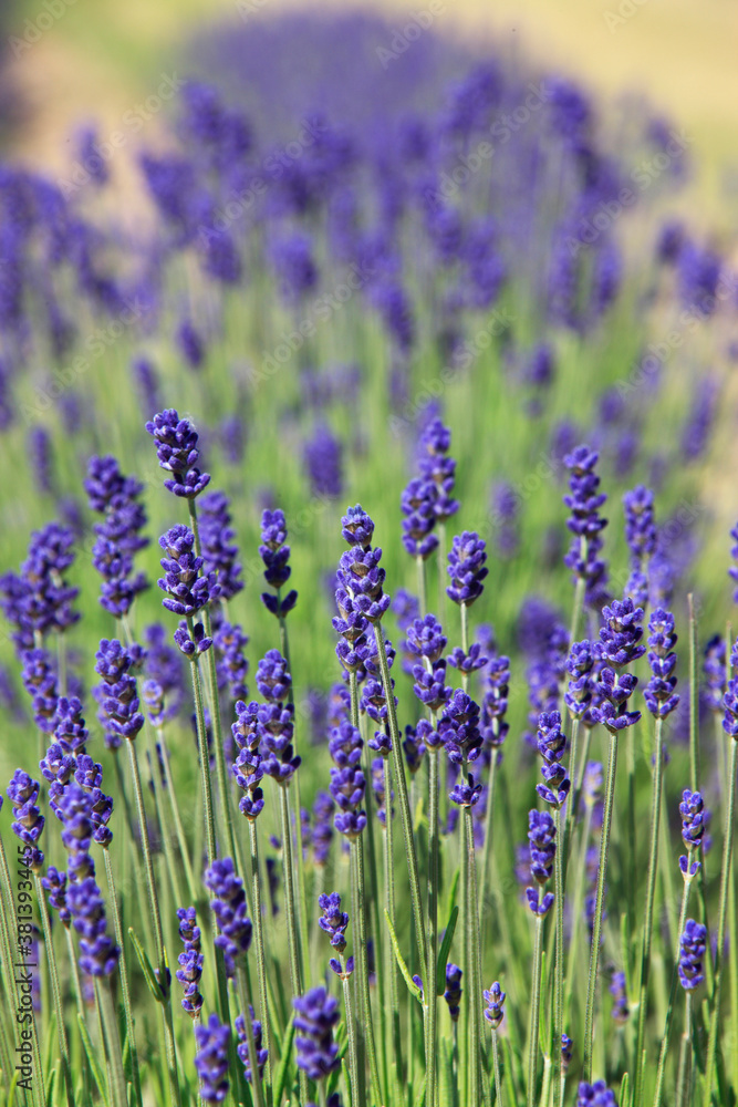 Naklejka premium ラベンダー