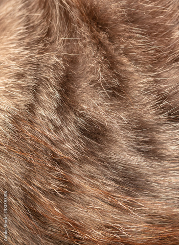 Cat fur as an abstract background.