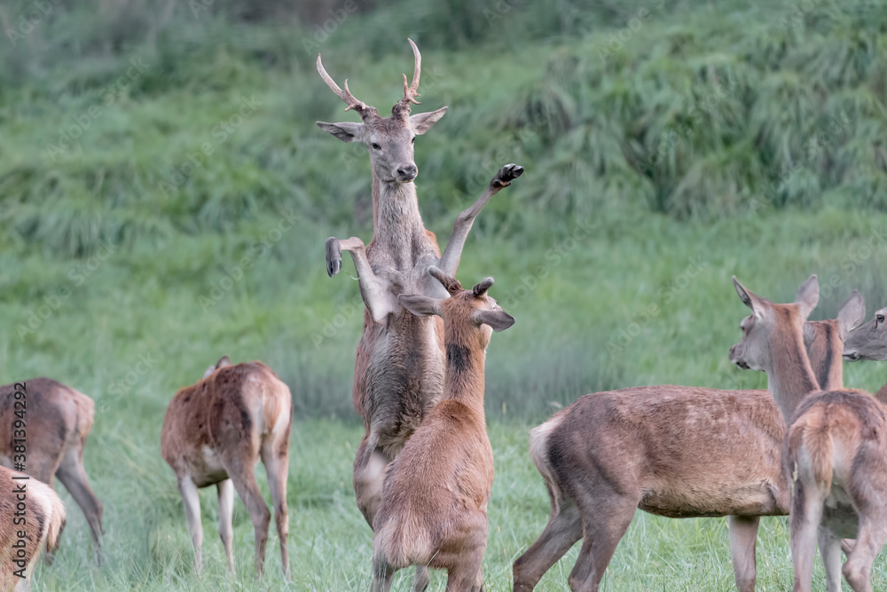 Young deer play to fight (Cervus elaphus) Young deer play to fight (Cervus elaphus)