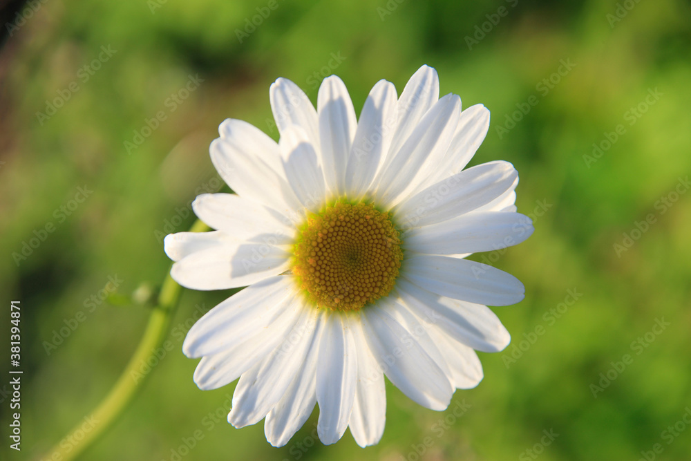 Obraz premium マーガレット