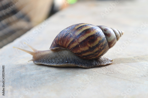 Snails walking on the cement floor, slow down.
