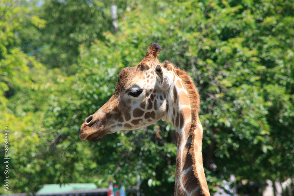 Obraz premium キリン