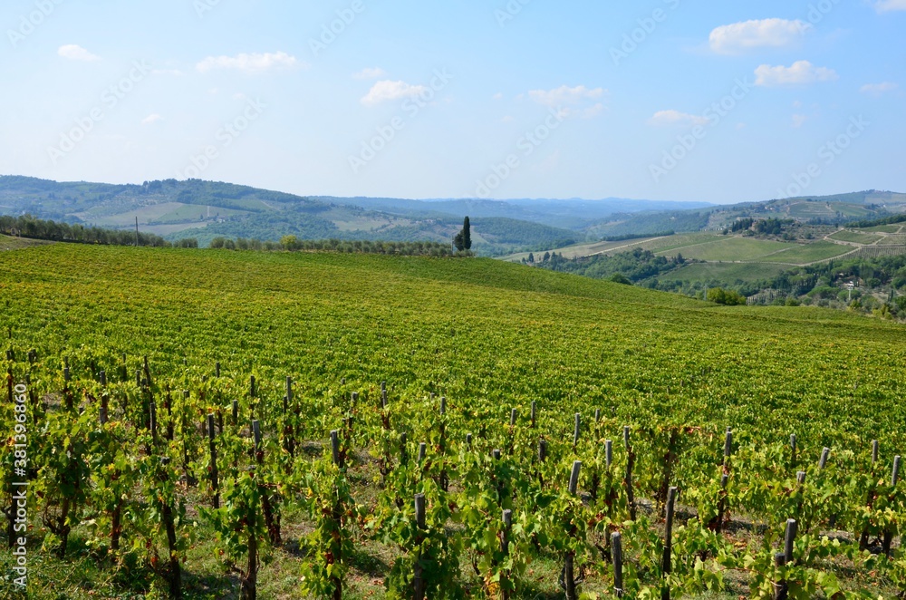 Vineyards in Chianti region in Tuscany, italy, hilly autumn landscape