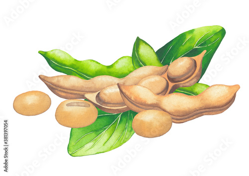 Watercolor design with soy beans and leaves isolated on the white background