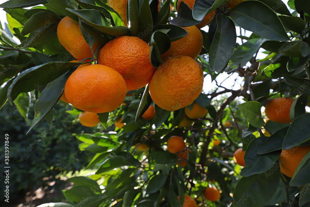 Fototapeta premium Ripe fresh, satsuma-type tangerines