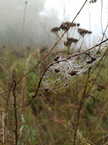 spider web on a plant with dew drops