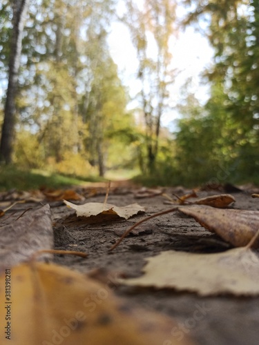 fallen leaves on the road