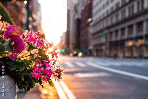 Canvas Print Sunsets behind flowers at the intersection of 23rd Street and 5th Avenue in Manh
