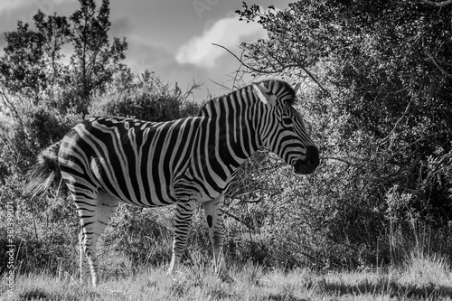 Zebra im Schotia Wildpark