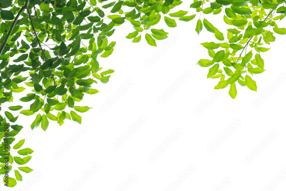 Green leaves on white background Stock Photo Adobe Stock