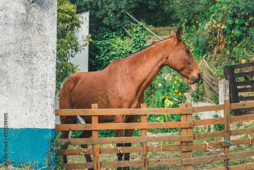big beautiful brown horse standing behind the fence. equestrian sports