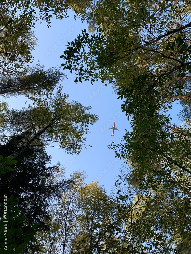 air plane in the blue sky and tree tops air plane in the blue sky and tree tops