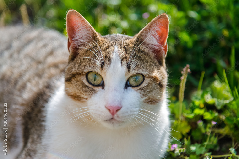 mysterious look of a little beautiful cat. pet and very cute photo of a cat. mysterious look of a little beautiful cat. pet and very cute photo of a cat.
