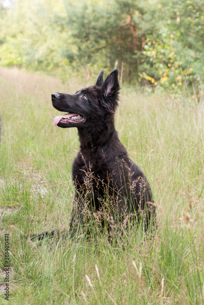 Black german shepherd pup sitting in the grass