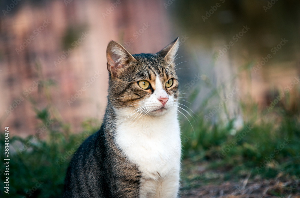Beatiful street cat portrait sitting outdoors