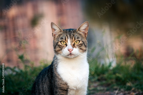 Beatiful street cat portrait sitting outdoors