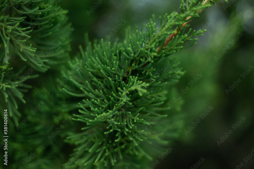 Christmas trees green branches close-up. needles, spruce, nature.