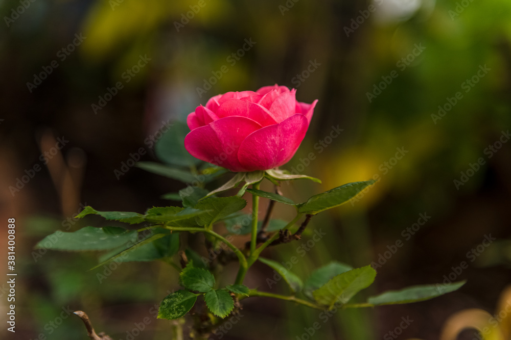 fragile rose. small flower with delicate rose petals. marco photo fragile rose. small flower with delicate rose petals. marco photo