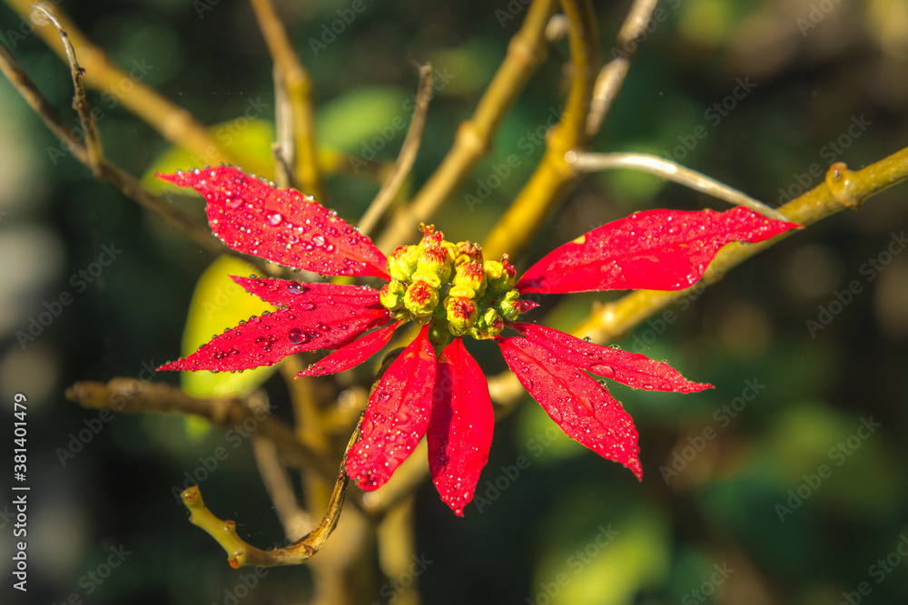 small fragile flower with beautiful smooth petals on a background of a green garden. flower with raindrops small fragile flower with beautiful smooth petals on a background of a green garden. flower with raindrops