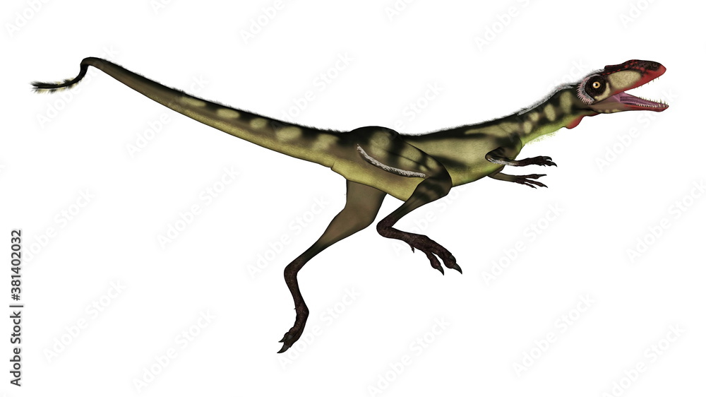 Dilong dinosaur roaring isolated in white background - 3D render